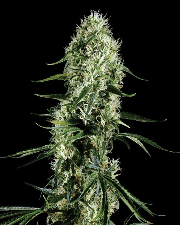 Super Silver Haze - Subseed.dk