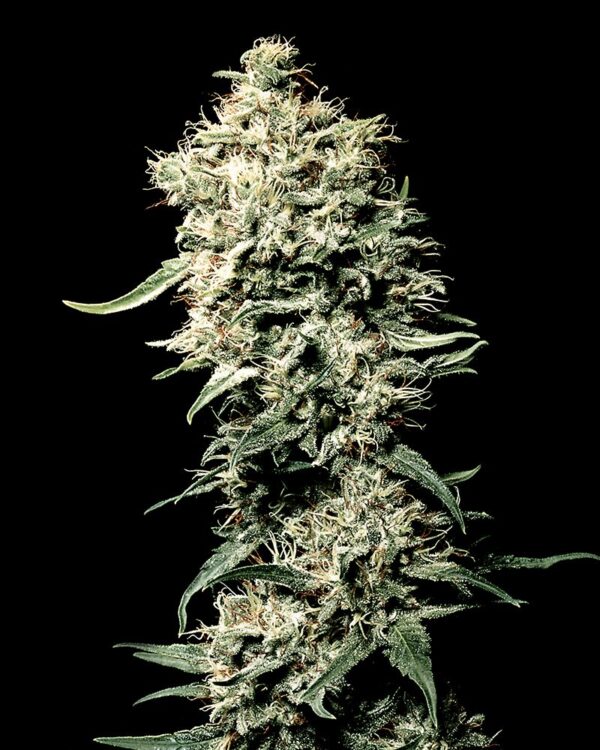 White Rhino feminiseret skunk frø - Subseed.dk