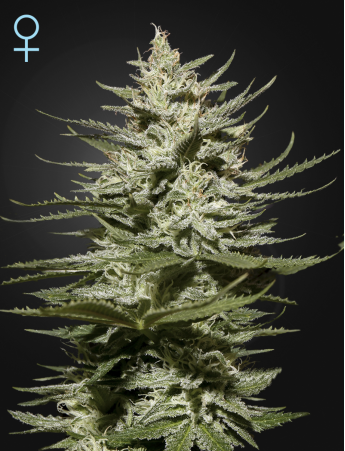 The Church CBD feminiserede cannabisfrø fra Green House Seeds