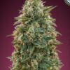 Amnesia feminiserede cannabisfrø fra Advanced Seeds