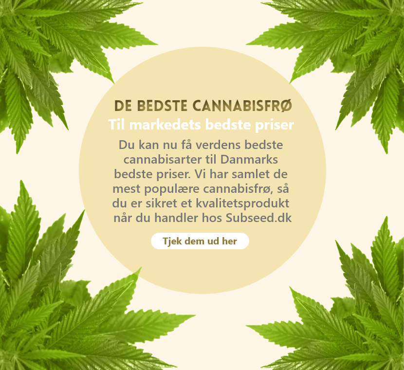 Billige cannabis frø