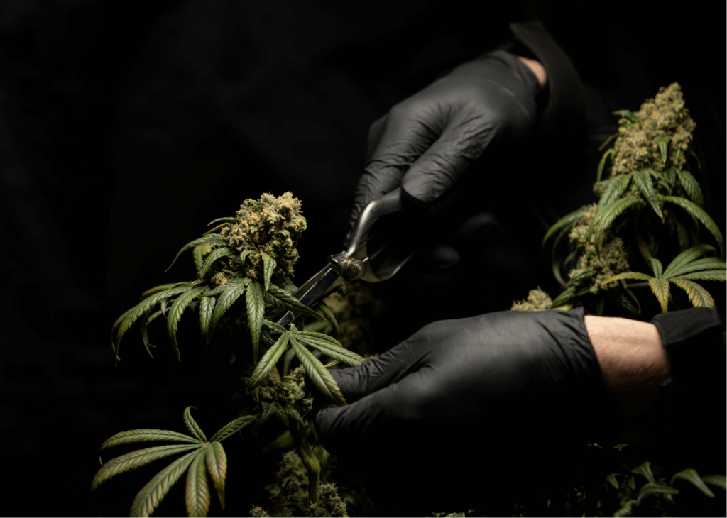 Auto blomstrende cannabis arter