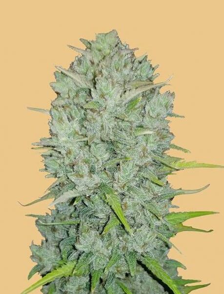 Original Northern Lights autoblomstrende cannabisfrø fra Fastbuds Seeds