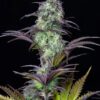 Original Blueberry autoblomstrende cannabisfrø fra Fastbuds Seeds