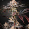 Wonder Pie feminiserede cannabisfrø fra Green House Seeds