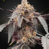 Guava x Gelato 41 autoblomstrende cannabisfrø fra Green House Seeds