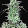 Strawberry Banana autoblomstrende cannabisfrø fra FastBuds