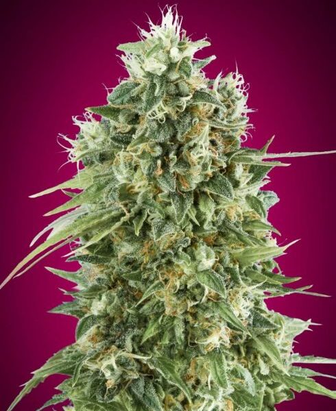 Bubble Gum CBD feminiserede skunkfrø fra 00 Seeds