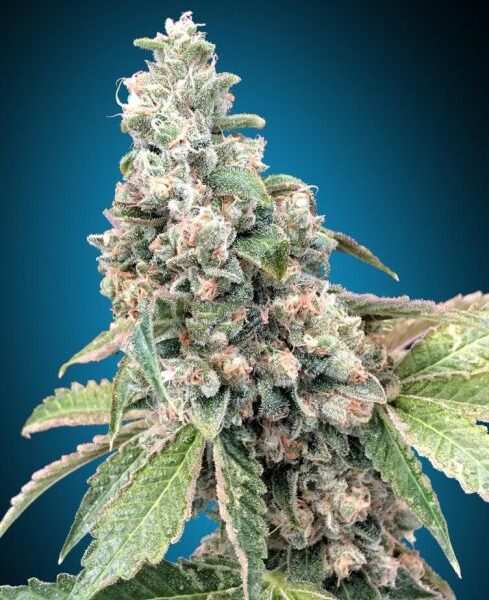 Harlequin CBD feminiserede cannabisfrø fra 00 Seeds