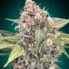 Northern Lights CBD feminiserede cannabisfrø fra 00 Seeds