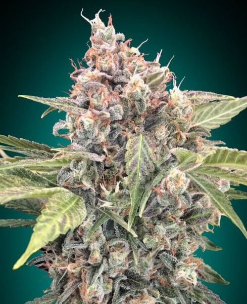 Northern Lights CBD feminiserede cannabisfrø fra 00 Seeds