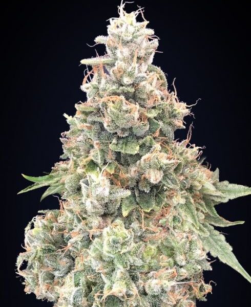 California Kush hurtigblomstrende cannabisfrø fra 00 Seeds