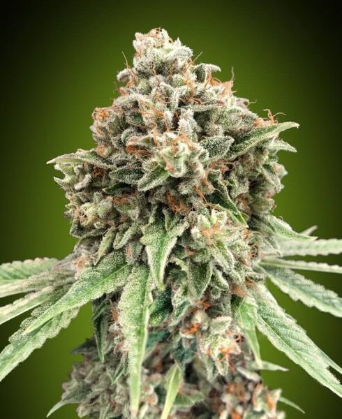 Sweet Critical hurtigblomstrende cannabisfrø fra 00 Seeds