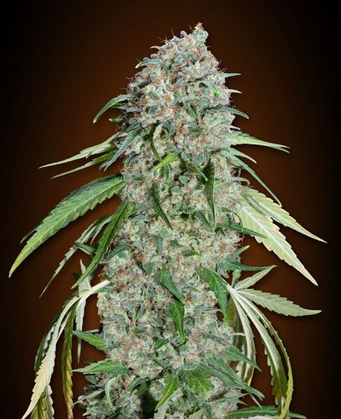 Chocolate Skunk CBD feminiserede skunkfrø fra 00 Seeds