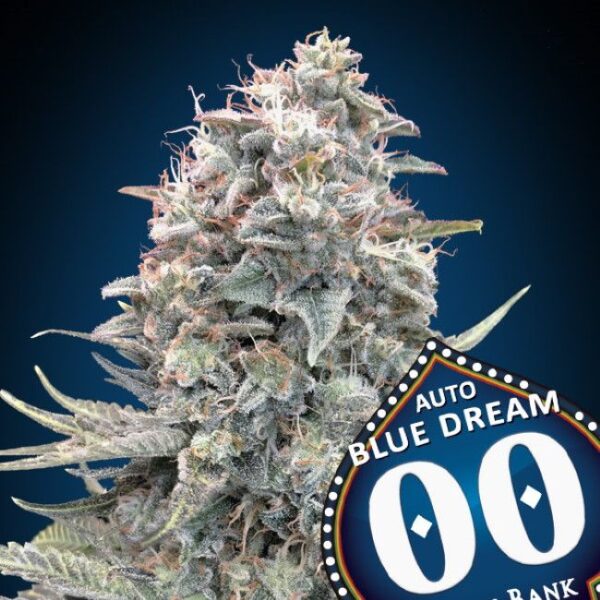 Blue Dream autoblomstrende cannabisfrø fra 00 Seeds