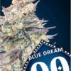 Blue Dream hurtigblomstrende cannabisfrø fra 00 Seeds