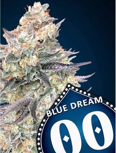 Blue Dream hurtigblomstrende cannabisfrø fra 00 Seeds